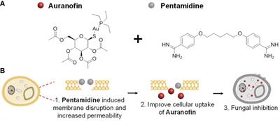 Repurposing non-antifungal drugs auranofin and pentamidine in combination as fungistatic antifungal agents against C. albicans